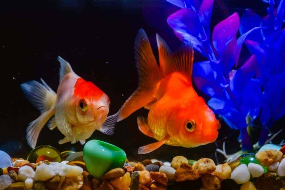 Goldfish In Breeding Tank