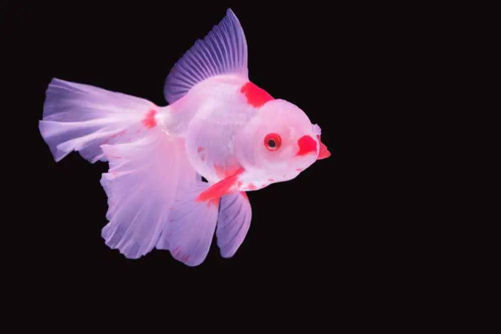 White Goldfish