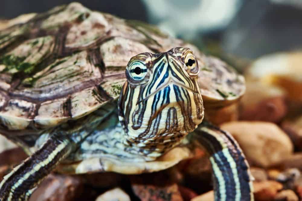 Red-eared turtle