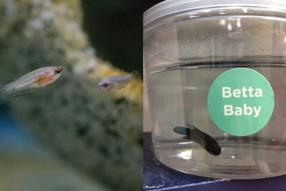 Baby betta fish