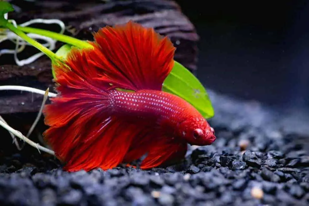 Red betta fish in a tank