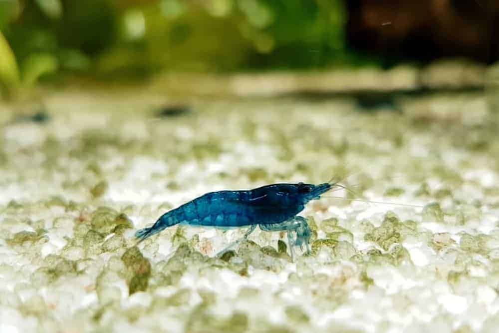 Blue Velvet Shrimp