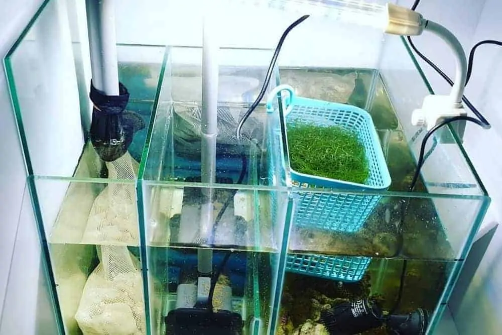 Sump and Freshwater Refugium