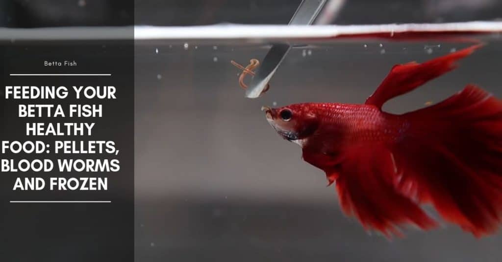 Feeding Your Betta Fish Healthy Food: Pellets, Blood Worms and Frozen