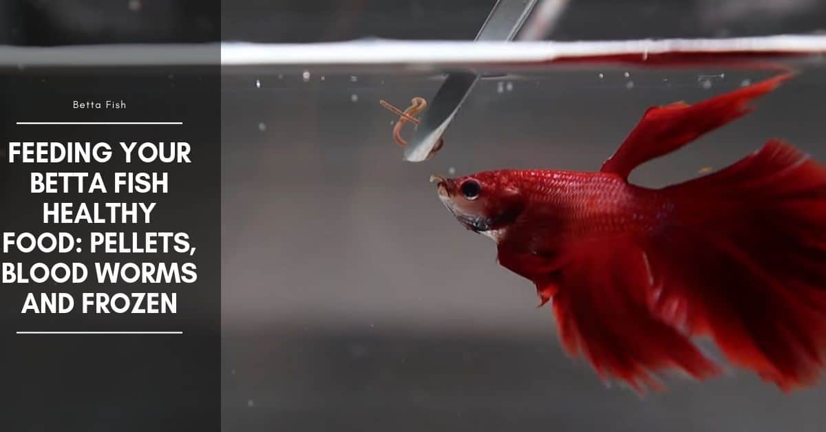 betta blood worm