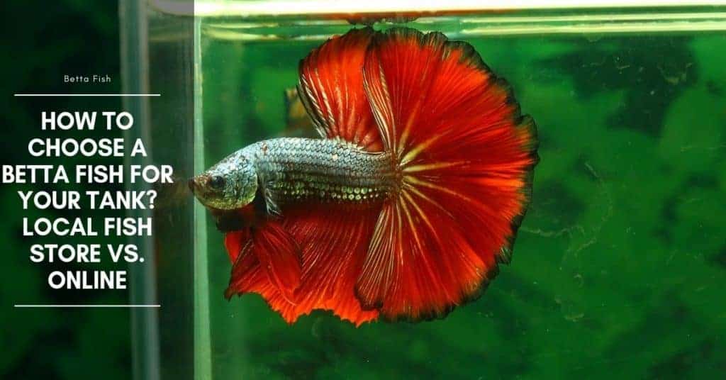How to Choose a Betta Fish for Your Tank? Local Fish Store Vs. Online