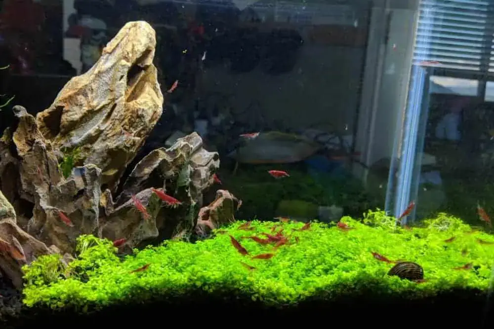 Shrimp aquarium