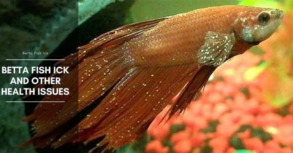 Betta Fish Ick and Parasite - Symptoms, and Treatment