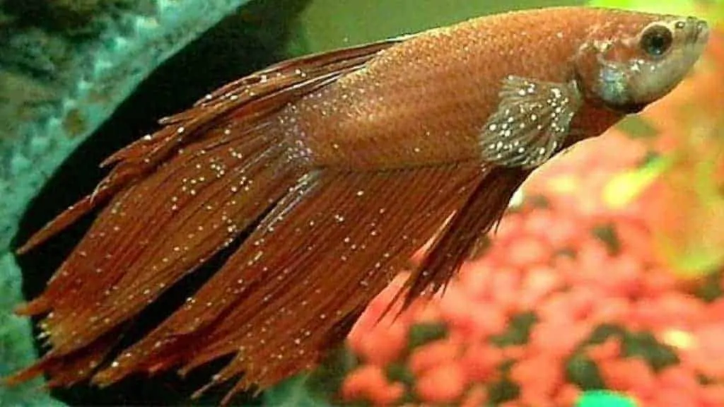 betta-fish-ick-and-parasite-symptoms-and-treatment