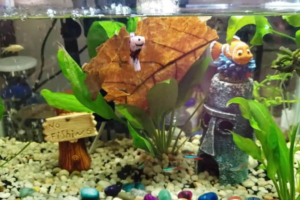 Betta Tank Decorations