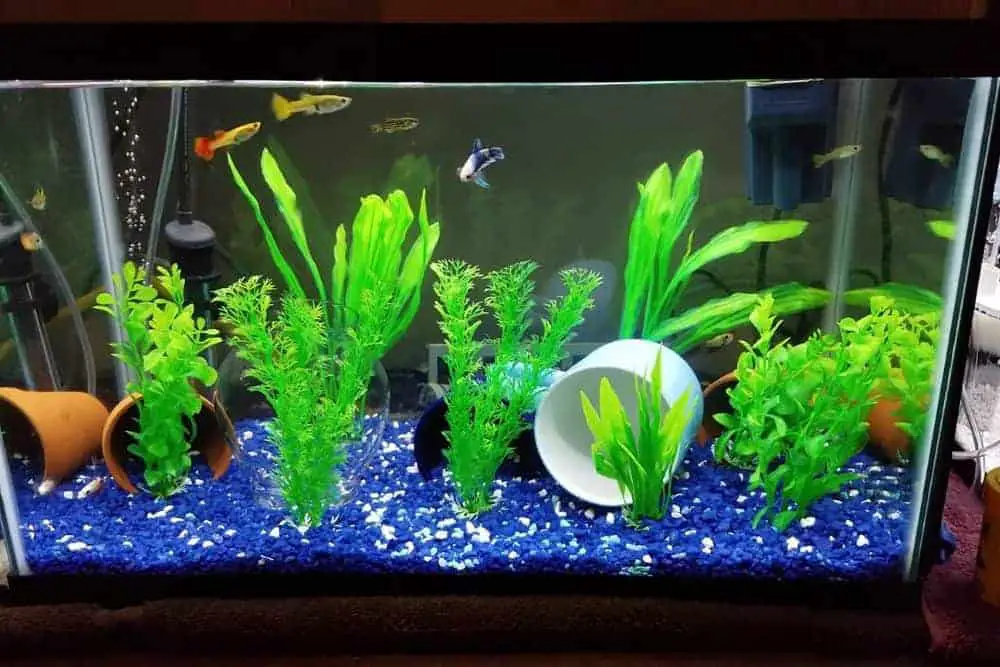 Betta Fish Tank