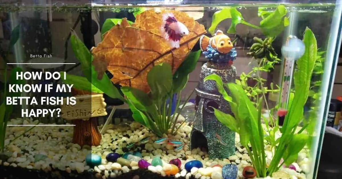 How Do I know If my Betta Fish Is Happy?