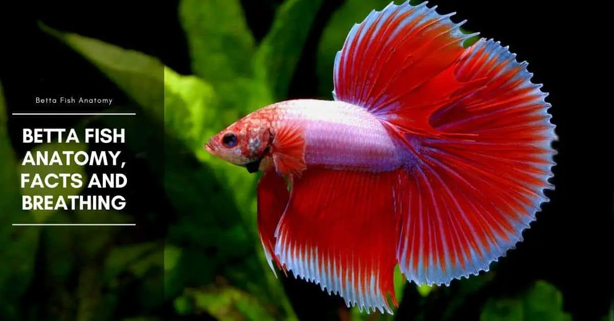 Betta Fish Anatomy Facts and breathing