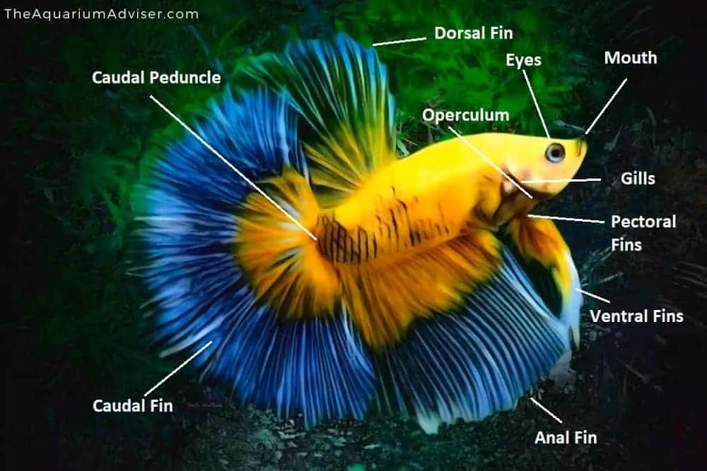 Betta Fish Anatomy Diagram