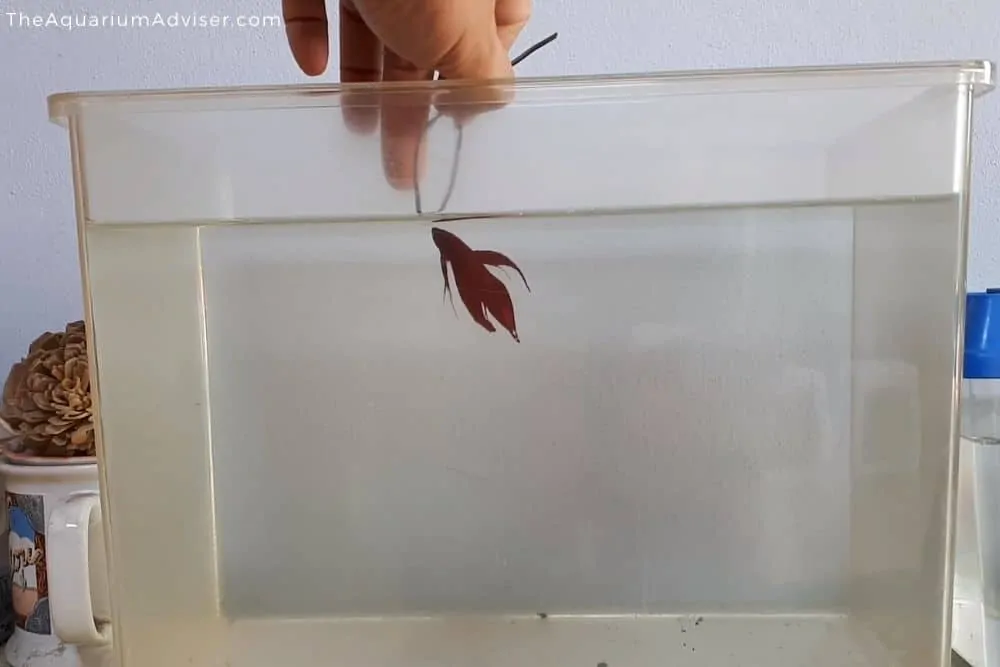 Betta fish jumping through hoop trick