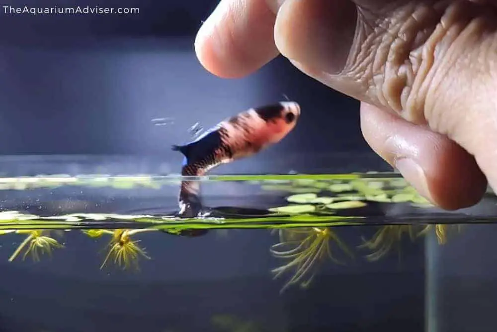 Betta fish jumping out of the water