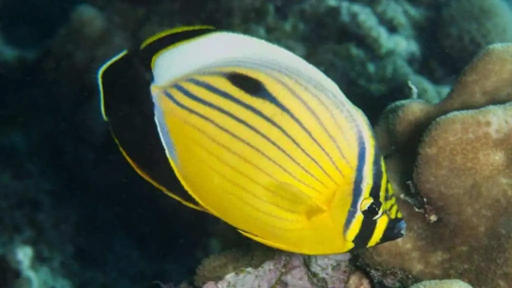 Blacktail butterflyfish eats LPS, SPS, and it has a special desire for Acropora.