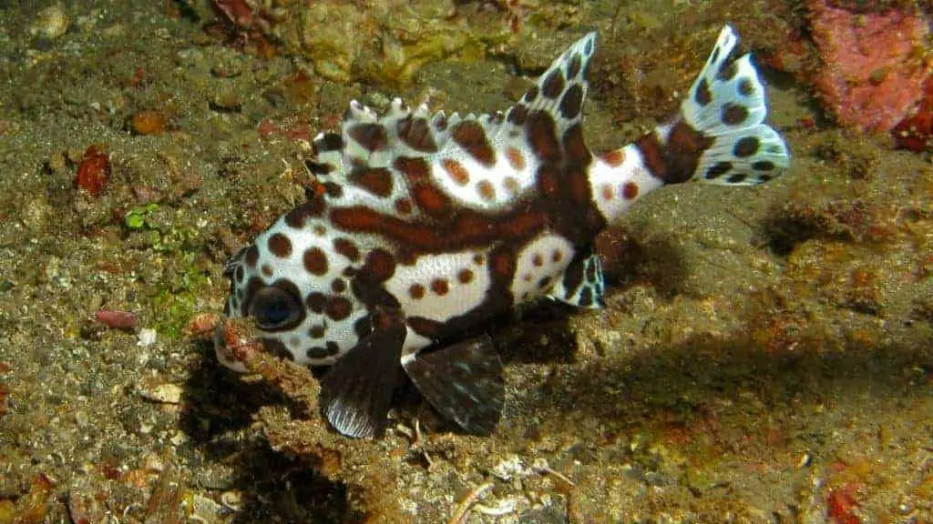 Harlequin sweetlips can grow upwards of 28 inches long.