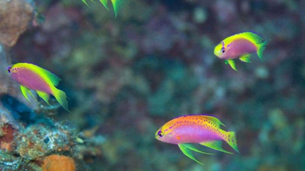 Longfin anthias is a deep water species.