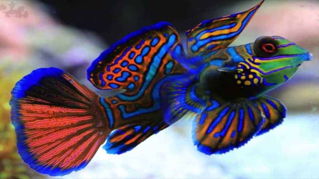 The Mandarin dragonet needs a steady population of copepods.