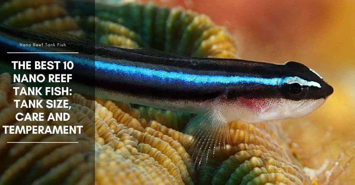 Nano Reef Tank Fish