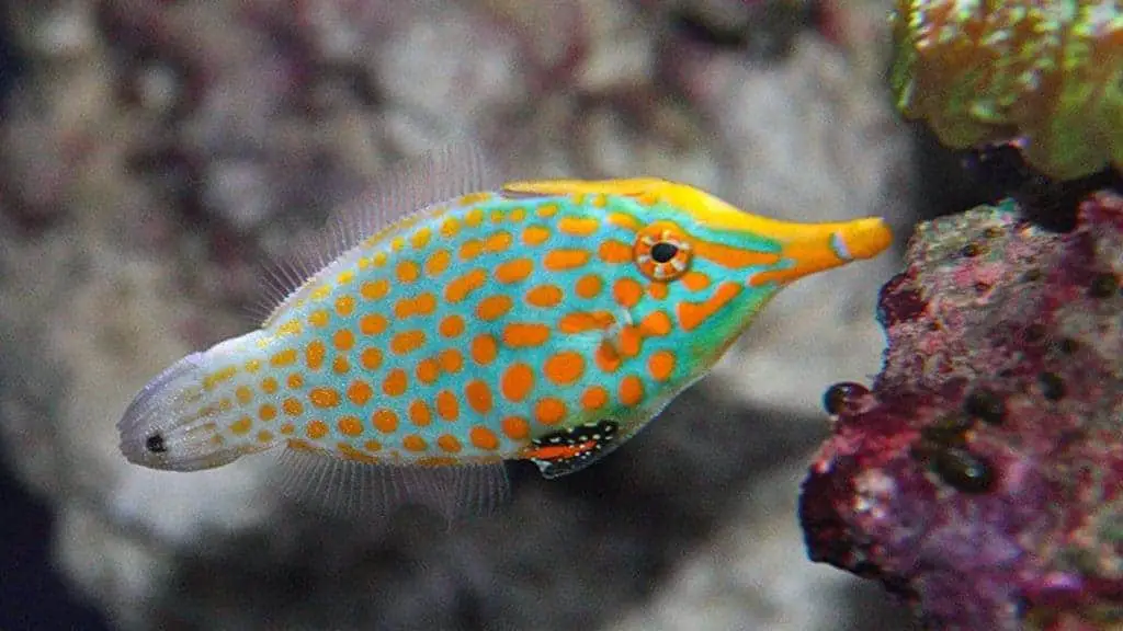 Orange spotted filefish - This fish feeds on the polyps of SPS corals.