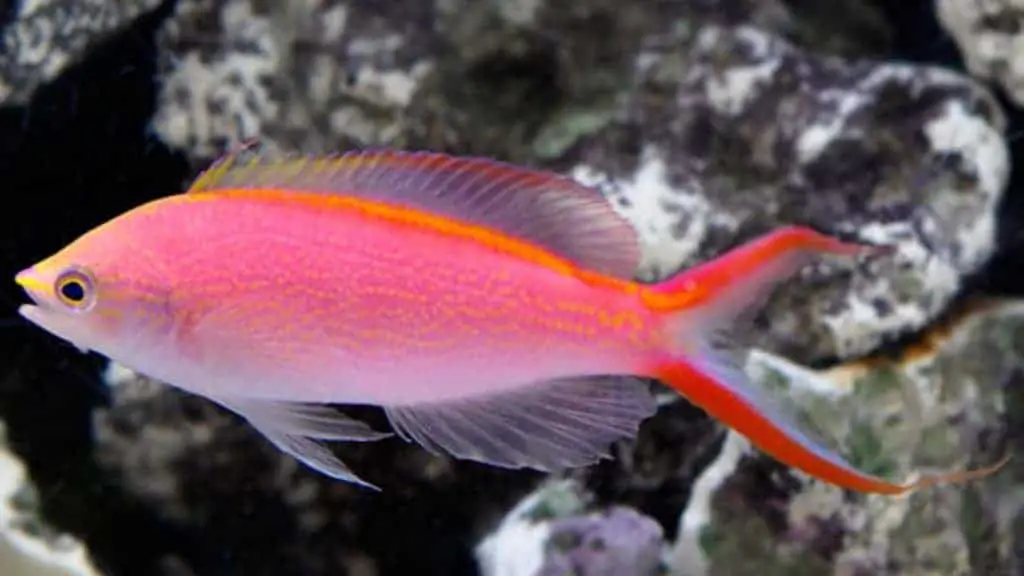 Princess Anthias is considered difficult to keep. It's peaceful, and it's temperament, coloration is absolutely amazing.