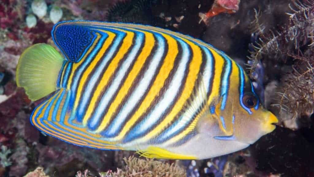 Regal angelfish - this is a fish that's probably just better off to be left in the ocean.