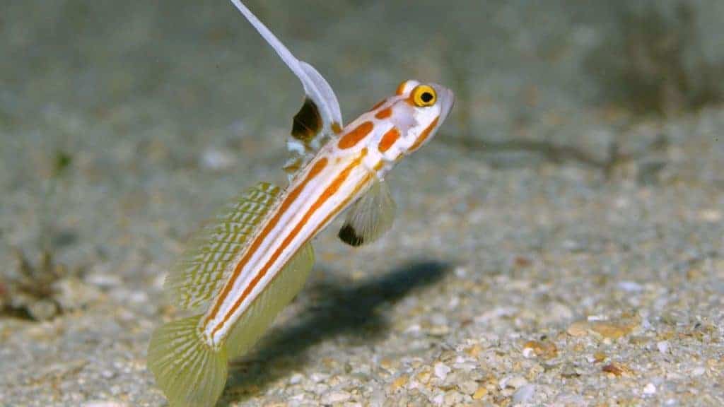 Spikefin Goby is probably one of the gorgeous gobies.