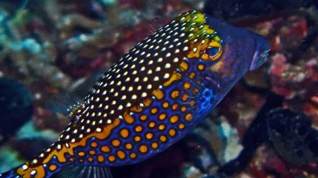 Blue Boxfish has a peaceful temperament, is an omnivore and is reef safe with caution.