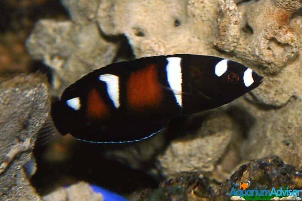 African Clown Wrasse Coris formosa