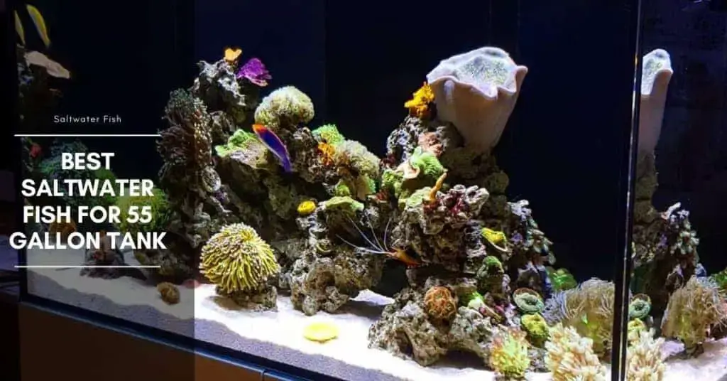 12 Best Saltwater Fish for 55 Gallon Tank The Aquarium Adviser