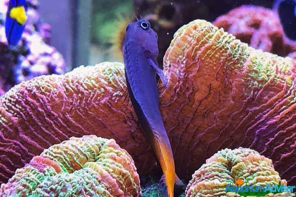 Bicolor Blenny Ecsenius bicolor