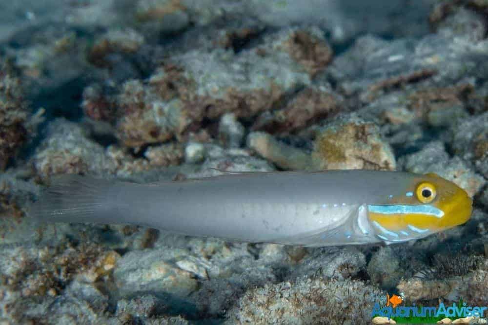 Blue-Cheek Goby Valenciennea strigata