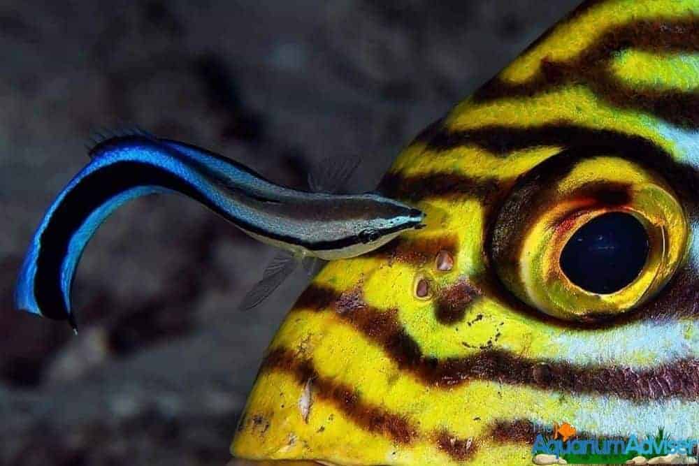 Cleaner Wrasse Labroides dimidiatus