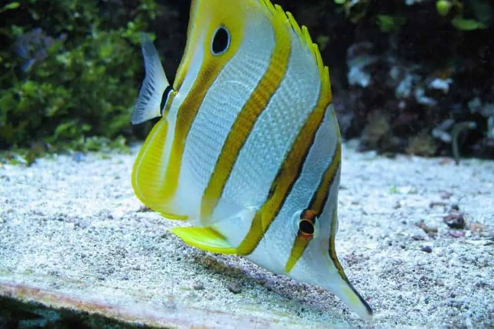 Copperband Butterfly fish in saltwater aquarium