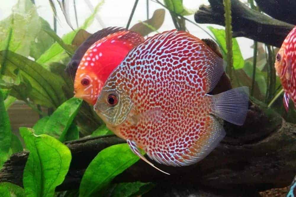 Discus fish in freshwater aquarium