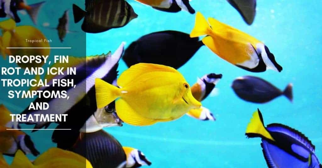 Dropsy, Fin Rot and Ick in Tropical Fish, Symptoms, and Treatment