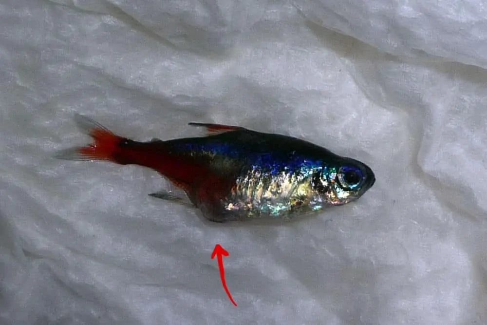 Dropsy in neon tetra