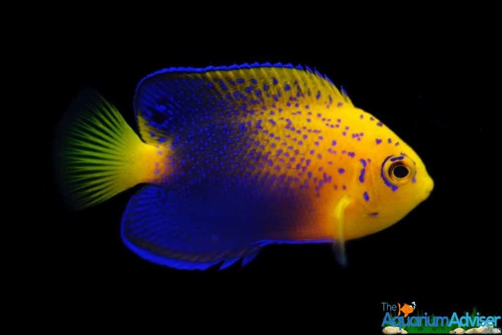 Dwarf Angelfish Centropyge species