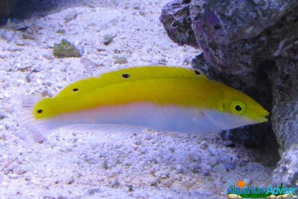 Four-Spot Wrasse Halichoeres trispilus