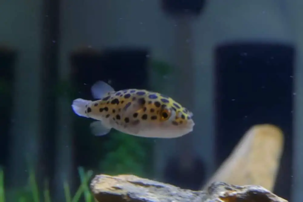 Green Spotted Puffer Fish