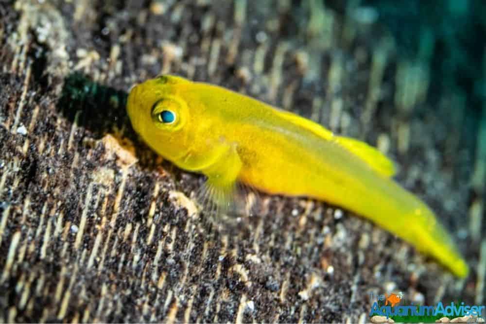 Lemon Goby Gobiodon citrinus