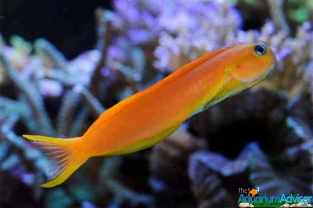 Midas Blenny Ecsenius midas