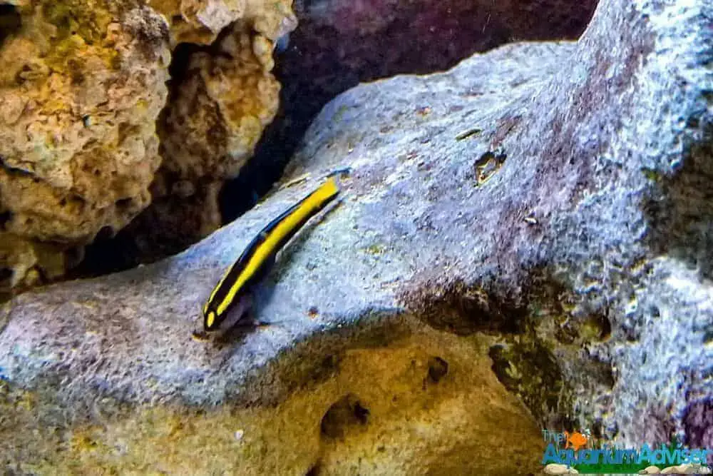 Neon Goby Gobiosoma oceanops