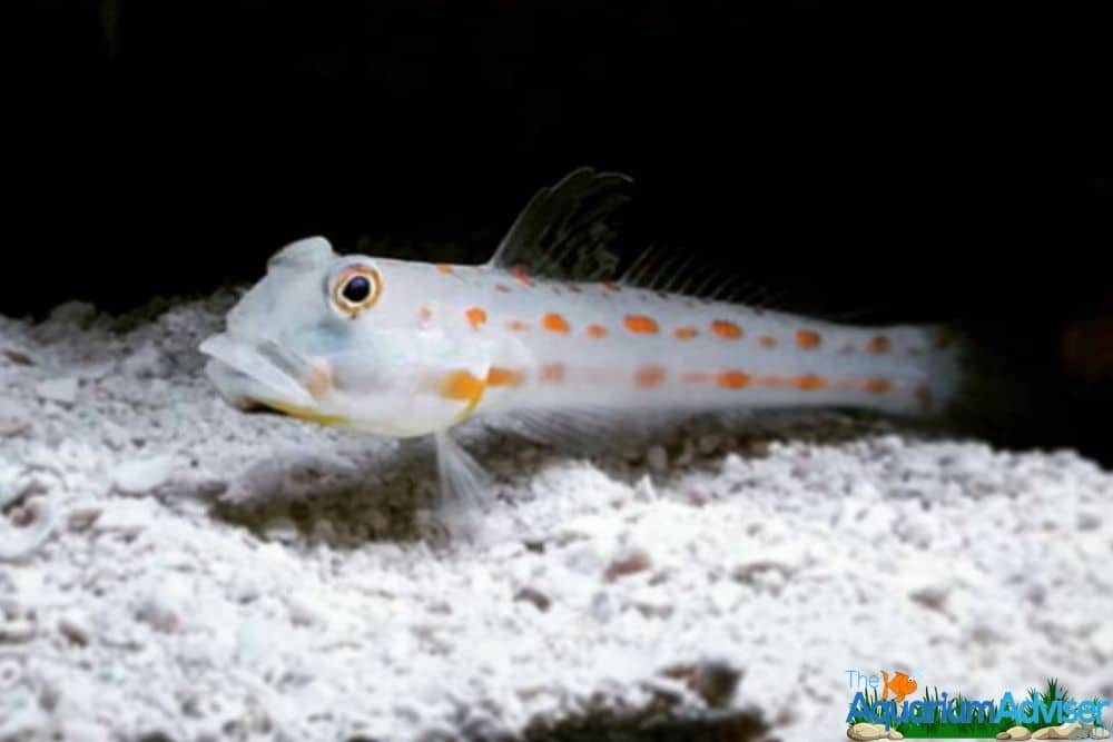 Orange-Spotted Goby Valenciennea puellaris