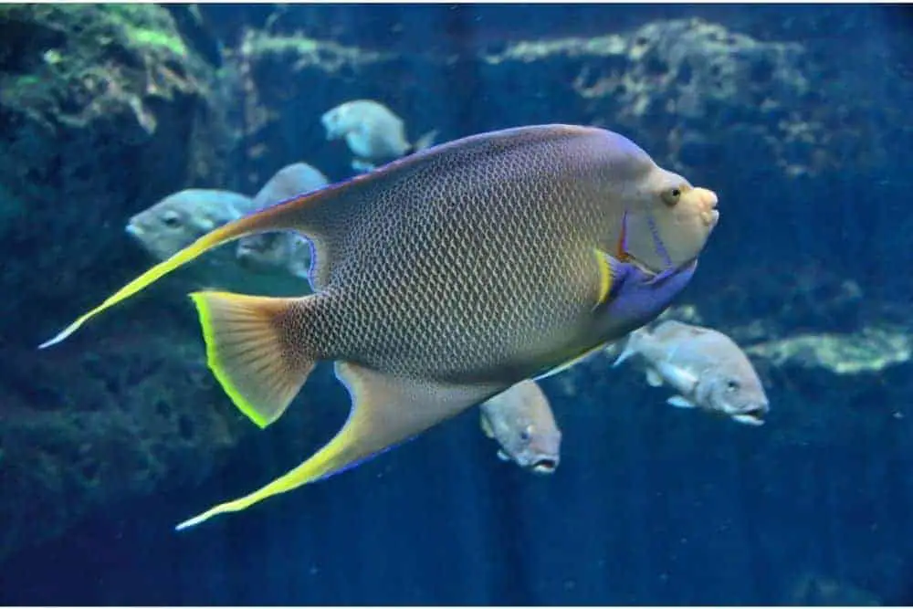 Queen Angelfish in saltwater tank