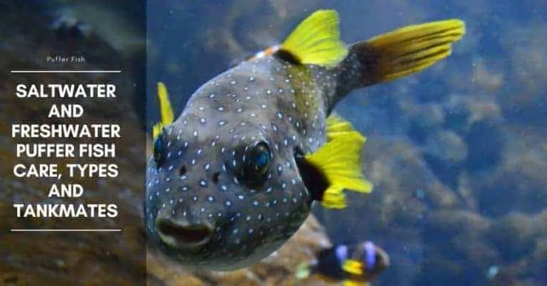 Puffer Fish - Tankmates and Diet - The Aquarium Adviser