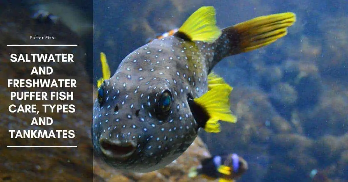 Saltwater and Freshwater Puffer Fish