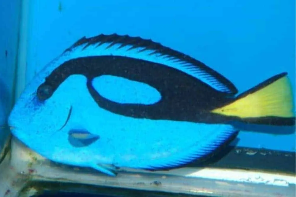 Blue Tang (Paracanthurus hepatus) infected with Cryptocaryon irritans